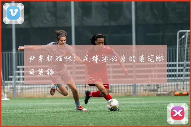 世界杯猫咪：足球迷必看的萌宠瞬间集锦
